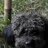 Toy Poodle stud