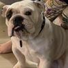 English bulldog 