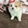 Malteese Pomeranian For Sale