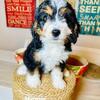 Mini Bernedoodles