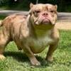 AMERICAN BULLY MICRO TRAPZILLA STUD