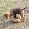 Mr Mack standard bullys pups of breeding