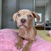 ABKC American Bully Puppies (Lilac, Champagne, Merle, Light Eyes)