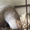 7 year old African grey