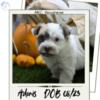 HAVANESE PUPS (08/23) 2 MALES/1 FEMALE