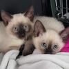 Registered Siamese kittens coming this summer and fall. 