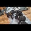 Cane Corso puppies available