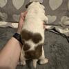 Boston terrier puppies