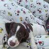 CKC registered mini dachshund