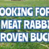 ISO: Meat Rabbit Proven Buck