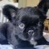 Black Fluffy French Bulldog Male