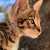 Stunning LARGE F2 Savannah Kitten