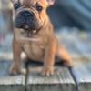 French Bulldog Puppies Ready for Their Forever Homes