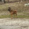 Belgium Malinois Serious Buyers Only