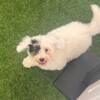 Coton de Tulear male puppy- will NOT shed!