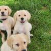 Akc light golden / English cream golden retriever puppies