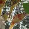 Red Rump Parakeets