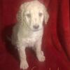 Ckc reg goldendoodles