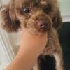 Adult brown female toy poodle 