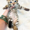 Brown Spotted Bengal Kittens