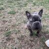 Male 9 month akc french bulldog