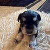 AKC Miniature Schnauzer Puppies