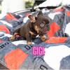 Frenchie Puppies 