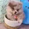Teddy Bear Pomeranians
