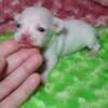 micro - pocket teacup chihuahua  super tiny! smallest around!