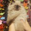 Purebred Persian Pointed Female - Ready to go