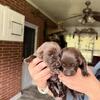 Beautiful AKC Chocolate Lab Babies Ready to go in August!