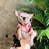 Male Sphynx for sale
