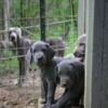 AKC Weimaraner Puppies For Sale