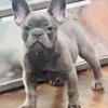 French bulldog available blue female