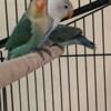 Handfed Lovebirds in Deltona