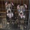 Male & Female Micro Bully Up For Grabs