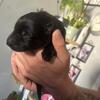 Full blooded black German sheperds