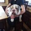 English bulldog male intact