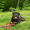 Rottweiler Puppies