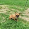 FRENCH BULLDOG RED FEMALE