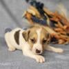 CKC Registered Jack Russell Terrier puppies