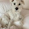 mini schnauzer Pup