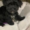 Yorkie poo hypoallergenic