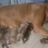 Boerboel pups