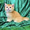 Luxurious golden and blue BSH kittens from the champions