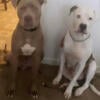 Two Female Pit Pups Left