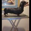 Mature dachshund male