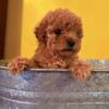Beautiful toy poodle babies. 