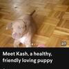 3-Month Pit Bull Bully Puppy – First Shots Done!”