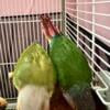 Pair of 4 months old Green Cheek Conures